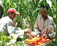 Révolutionner l'agriculture à petite échelle en Haute-Égypte